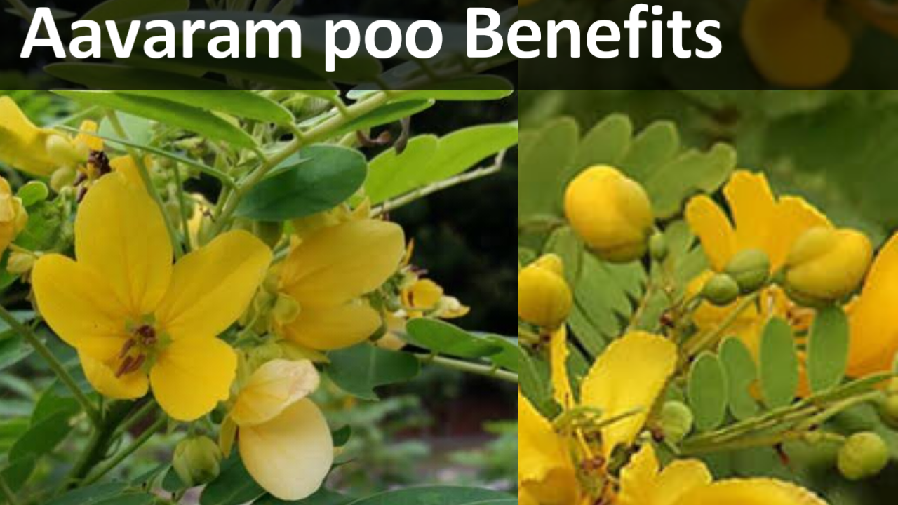 தலைமுடிக்கு வளர உதவும் ஆவாரம் பூ aavaram poo benefits in tamil