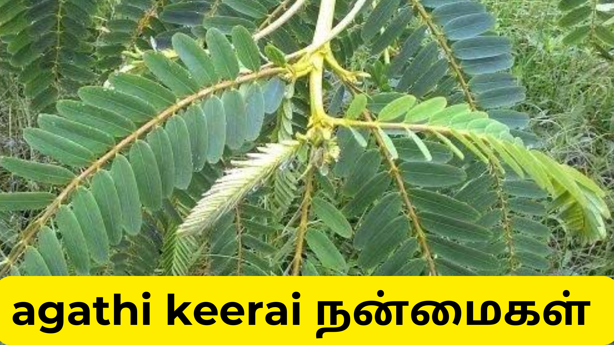 agathi keerai Health benefits tamil