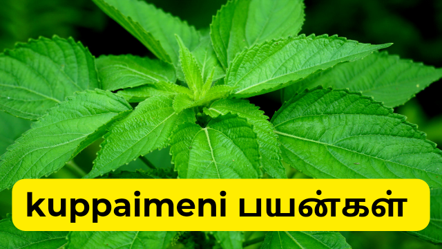 kuppaimeni health benefits in tamilname.in